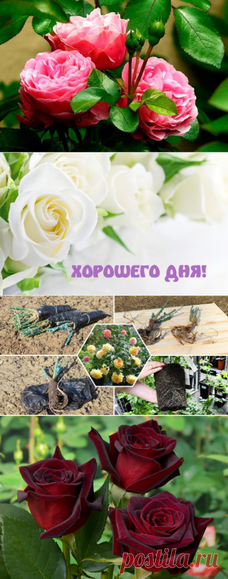 36 полезных совета по выращиванию розы