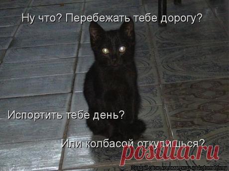 Коты с большой дороги