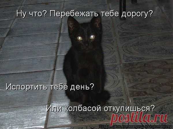 Коты с большой дороги