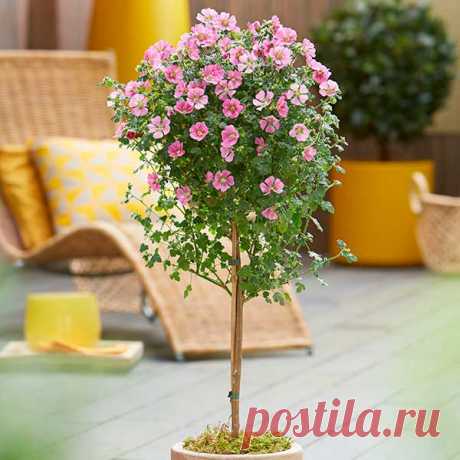 Комнатное растение Анизодонтея (Anisodontea). Вечнозеленое некрупное неприхотливое растение, похожее на небольшой гибискус или абутилон, иначе называют &quot;принцессой Африки&quot; или комнатной мальвой. Растет быстро и легко поддается формированию обрезкой. Цветет с весны до осени.