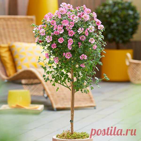 Комнатное растение Анизодонтея (Anisodontea). Вечнозеленое некрупное неприхотливое растение, похожее на небольшой гибискус или абутилон, иначе называют "принцессой Африки" или комнатной мальвой. Растет быстро и легко поддается формированию обрезкой. Цветет с весны до осени.