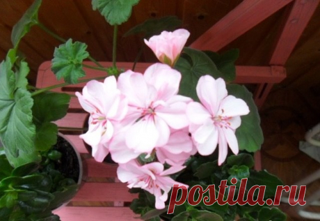 Одноклассники