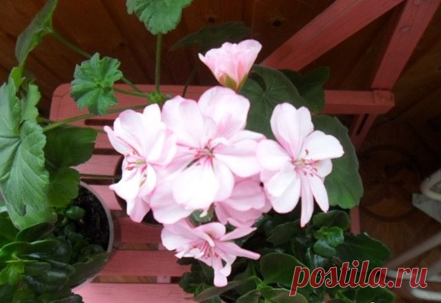 Одноклассники