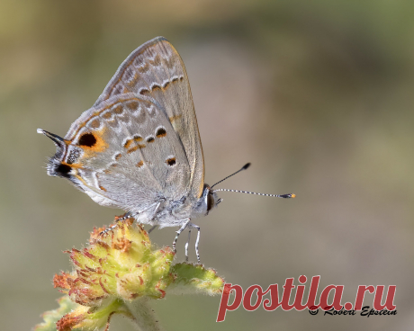 Mallow Scrub-Hairstreak  2 Fort DeSoto Park, Pinellas County, FLorida April 25, 2017