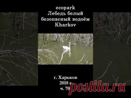 █ ЭкоПарк Харьков ч.70 / Лебедь белый безопасный водоём / 2018 г #shorts