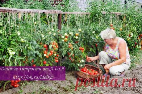 КАК ПОЛУЧИТЬ УРОЖАЙ, КОТОРЫМ МОЖНО УДИВИТЬ ВСЕХ