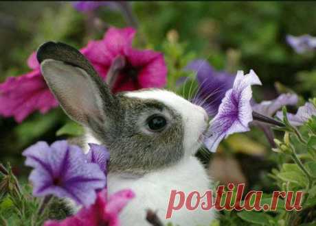 Ароматы грёз.