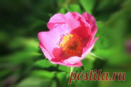 Дикая роза.