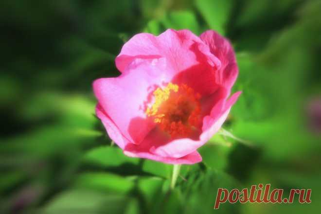 Дикая роза.