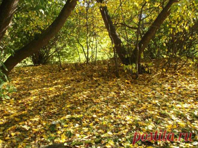 (+1) - Екатеринбург в объятиях ЗОЛОТОЙ ОСЕНИ, | Фотоискусство
