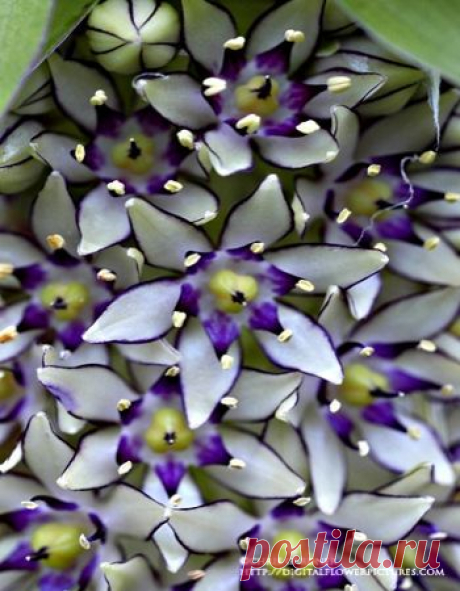 Pineapple Lily