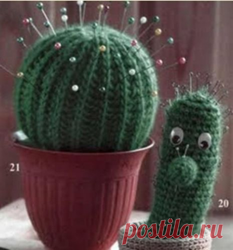 загадочный цветок кактус