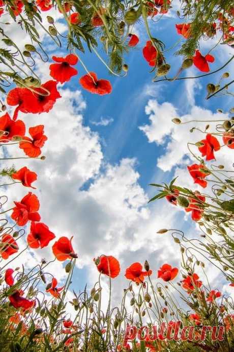 Ant's view | FLOWERS