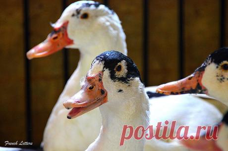 Утки Мулард, Утки Муллард, Муларды, Mulard Ducks, Moulard Ducks