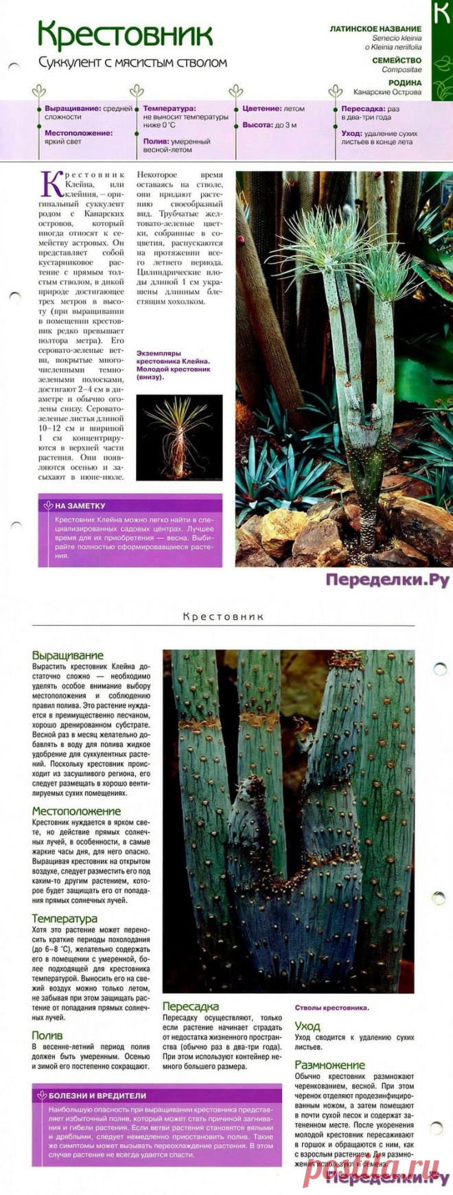 Крестовник * Переделки.РуПеределки.Ру