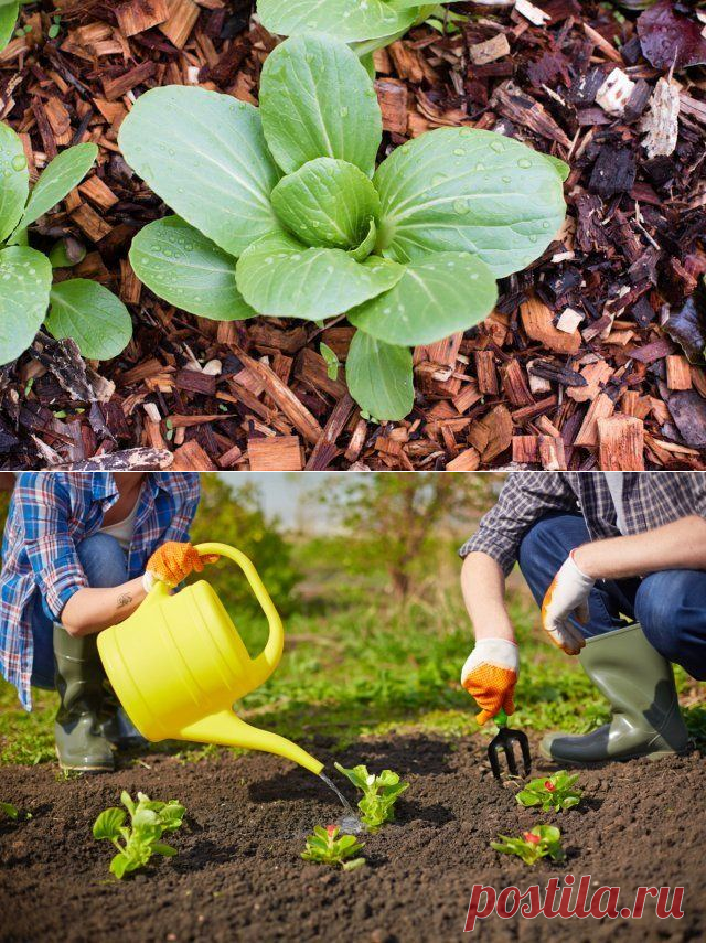 10 приемов, которые позволят поливать сад и огород намного реже
