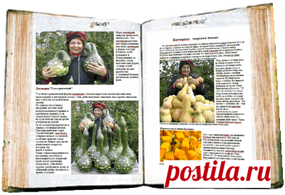 Семена почтой. Cемена садово-огородных и редких растений Статьи о редких садово-огородных культурах «Загадка Шарова - северный новосёл»