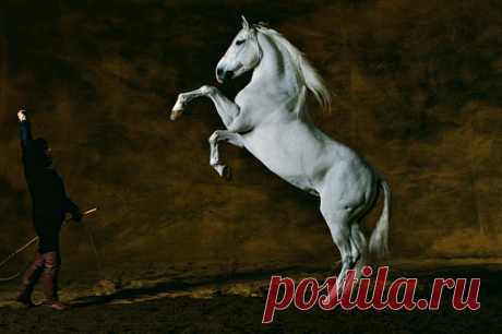 Purebred Spanish Stallion Toreo Eleven Years Old Farm Of Chapellefontaine Of The Mario Luraschi Chaalis France Stock Photo | Getty Images