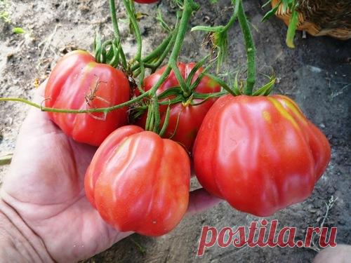 Томат «Тлаколула»: отзывы, фото, урожайность