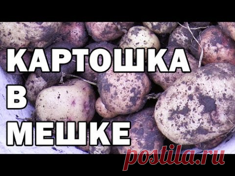 КАРТОШКА в МЕШКЕ УРОЖАЙ Экспериментальный картофель в мешках