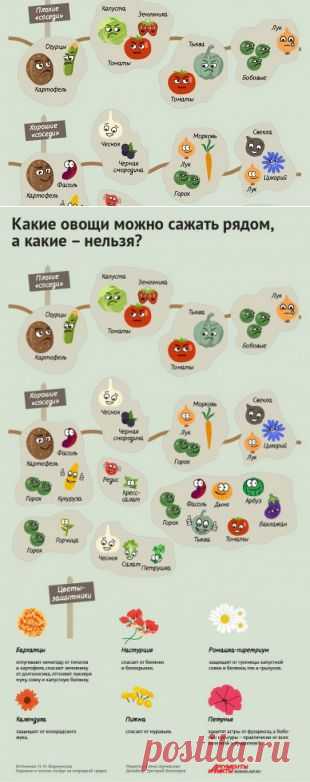(+1) - Какие растения нельзя сажать рядом друг с другом | 6 соток
