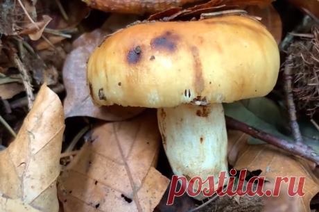 Из 10 грибников, только 1 собирает этот гриб. Валуй (Russula foetens) - вонючий, но вкусный гриб, если правильно его замачивать | В лес по грибы | Яндекс Дзен