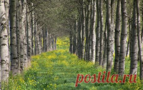 Осина обыкновенная - описание, применение, лечебные свойства и противопоказания. Фото и видео.