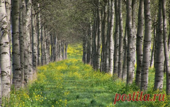 Осина обыкновенная - описание, применение, лечебные свойства и противопоказания. Фото и видео.