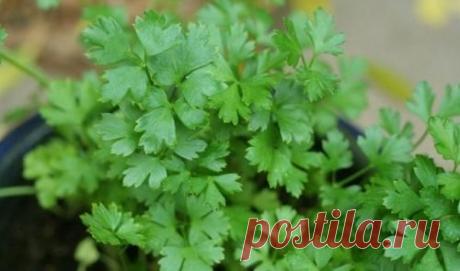 Выращивание зелени на подоконнике зимой