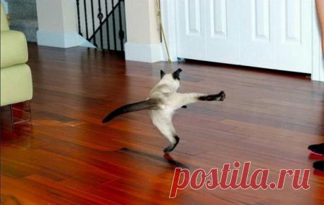 Степ-танцор