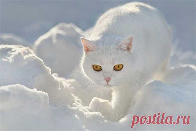 Зимняя сказка