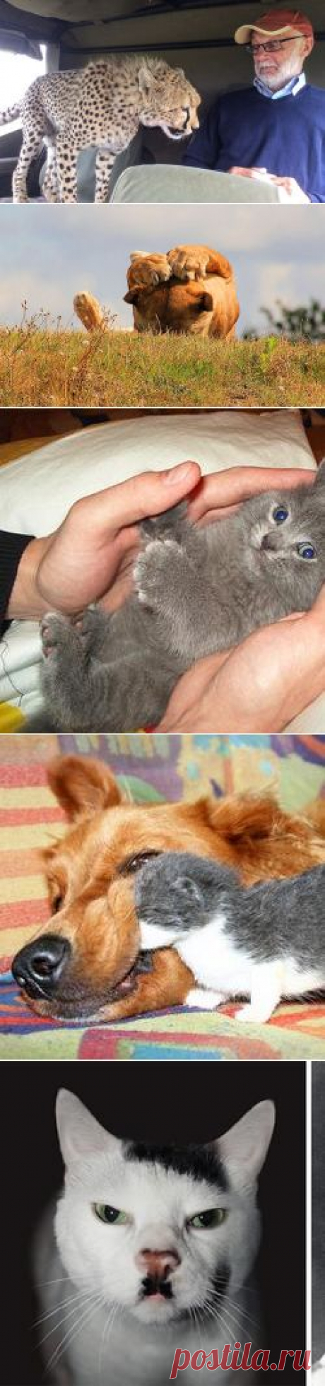 Животные в фотографиях