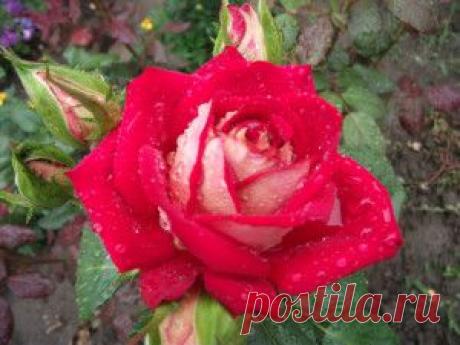 Как вырастить розы из черенков |