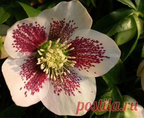 Морозник: посадка, размножение, уход. Сорта морозника, вредители и болезни.