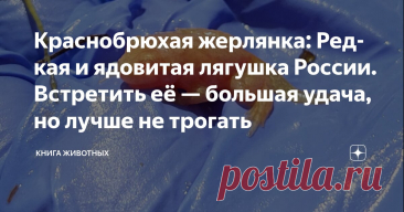 Краснобрюхая жерлянка: Редкая и ядовитая лягушка России. Встретить её — большая удача, но лучше не трогать Статья автора «Книга животных» в Дзене ✍: Краснобрюхие жерлянки — это самые опасные лягушки наших широт.