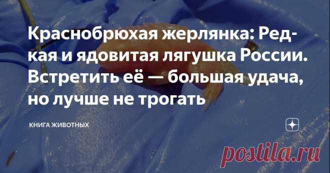 Краснобрюхая жерлянка: Редкая и ядовитая лягушка России. Встретить её — большая удача, но лучше не трогать Статья автора «Книга животных» в Дзене ✍: Краснобрюхие жерлянки — это самые опасные лягушки наших широт.