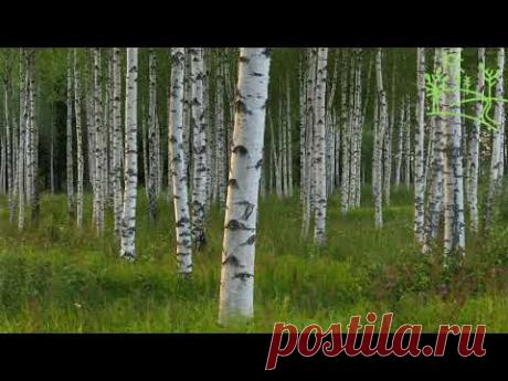 Titmouse and Nightingale Birdsong in Birch Grove