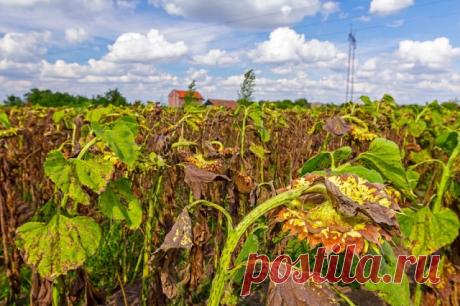 Как использовать йод в саду и огороде – инструкция по применению