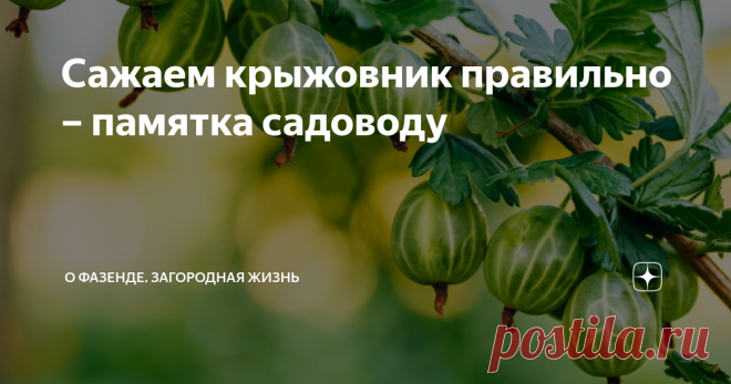 Сажаем крыжовник правильно – памятка садоводу Для тех кто собирается посадить на участке крыжовник, наша моя статья будет очень полезной. Я расскажу, как выбрать место для крыжовника, как его подготовить, как сформировать кусты и многое другое. Выбор места и почвы для крыжовника – совет специалиста Крыжовник является многолетним растением с хорошо развитой корневой системой. Ему необходимо сразу выбрать место, где он будет постоянно расти. Хочу сразу отметить, что эта куль...