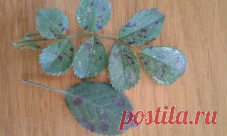 Чем опрыскать розы. Сначала появляются пятна а потом желтеют и осыпаются.