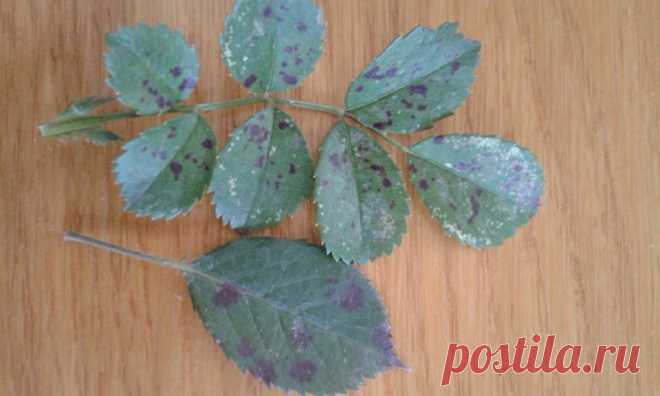 Чем опрыскать розы. Сначала появляются пятна а потом желтеют и осыпаются.