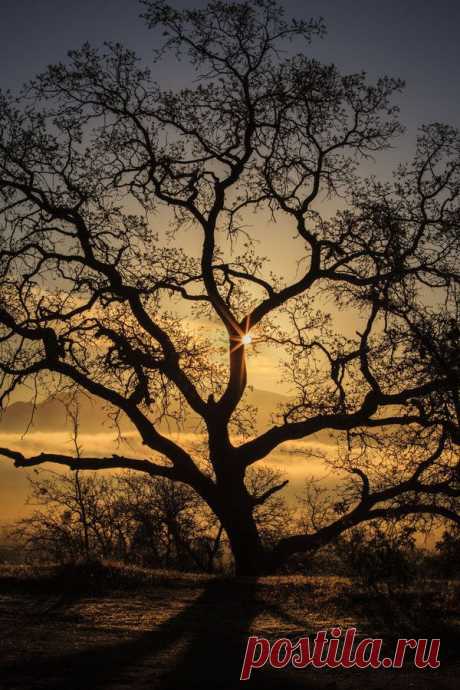 Tales of an Oak by JT on 500px | Tree &amp; Path
