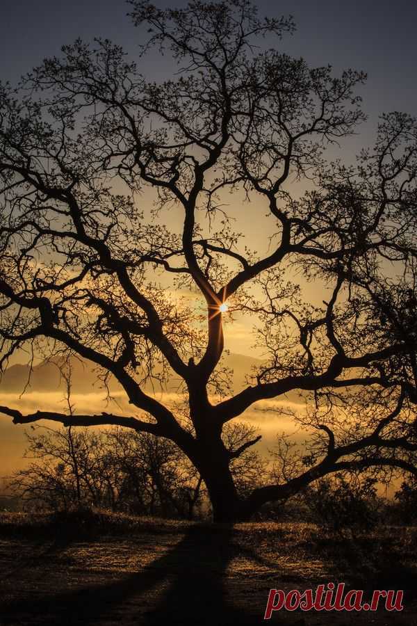 Tales of an Oak by JT on 500px | Tree & Path