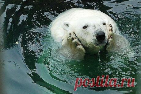 Чем заняться если ты медведь | koffboy.com