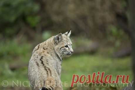 Bobcat (Lynx rufus) Photo by Nick Altiere — National Geographic Your Shot