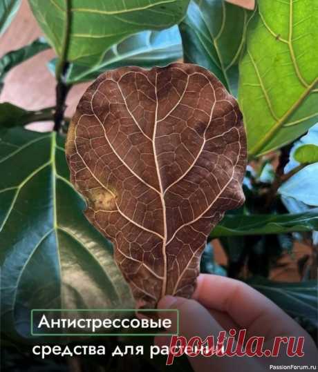 Антистрессовые средства для растений Эпин-Экстра - улучшает устойчивость к неблагоприятным условиям, эффективно действует в качестве профилактики. Стимулирует рост надземной части растений и подходит для опрыскивания.✔️Циркон - помогает справиться с последствиями стресса, стимулирует укоренение, повышает сопротивляемость...