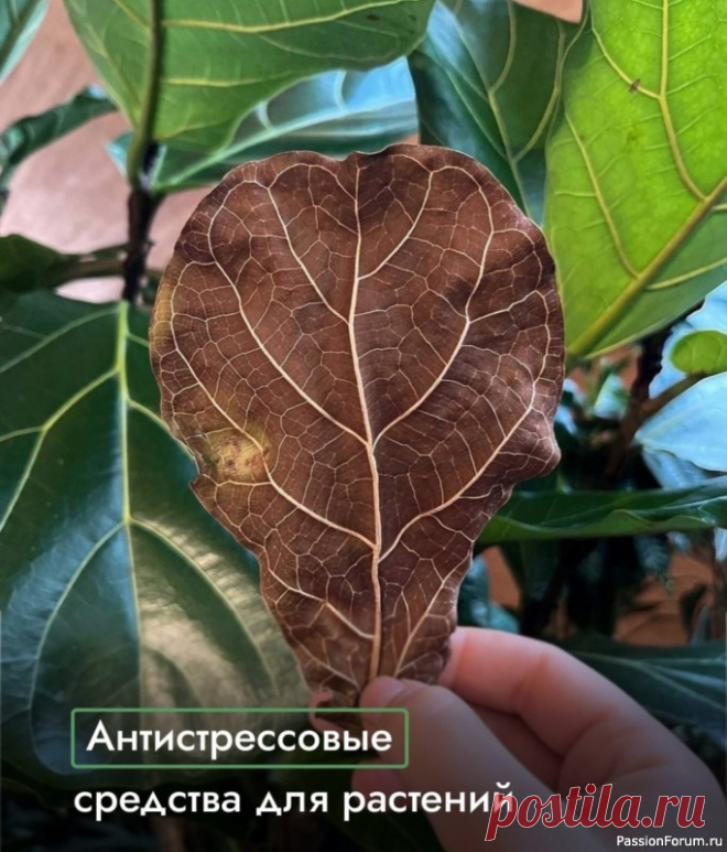 Антистрессовые средства для растений Эпин-Экстра - улучшает устойчивость к неблагоприятным условиям, эффективно действует в качестве профилактики. Стимулирует рост надземной части растений и подходит для опрыскивания.✔️Циркон - помогает справиться с последствиями стресса, стимулирует укоренение, повышает сопротивляемость...