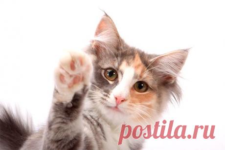 ДНИ.РУ ИНТЕРНЕТ-ГАЗЕТА ВЕРСИЯ 5.0 / Какого цвета самые дружелюбные кошки