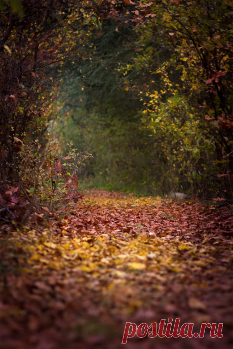 WIPACA (drxgonfly: Autumn tunnel (by DigitalBite))