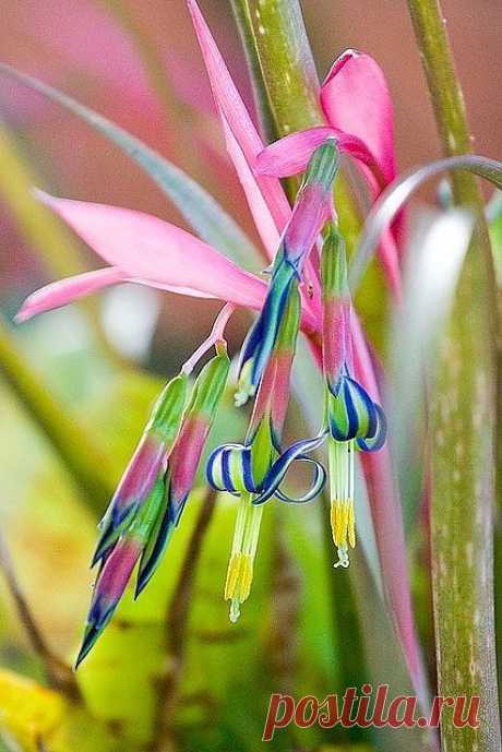 Bromeliad Flowers | Amazing Pictures - Amazing Pictures, Images, Photography from Travels All Aronud the World